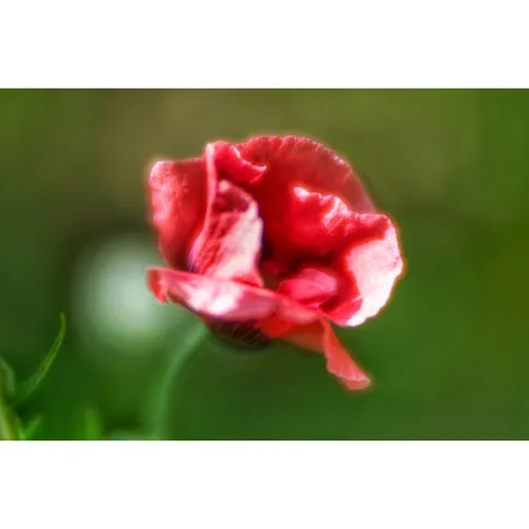 lensbaby-velvet-85-voorbeeld_3.jpg