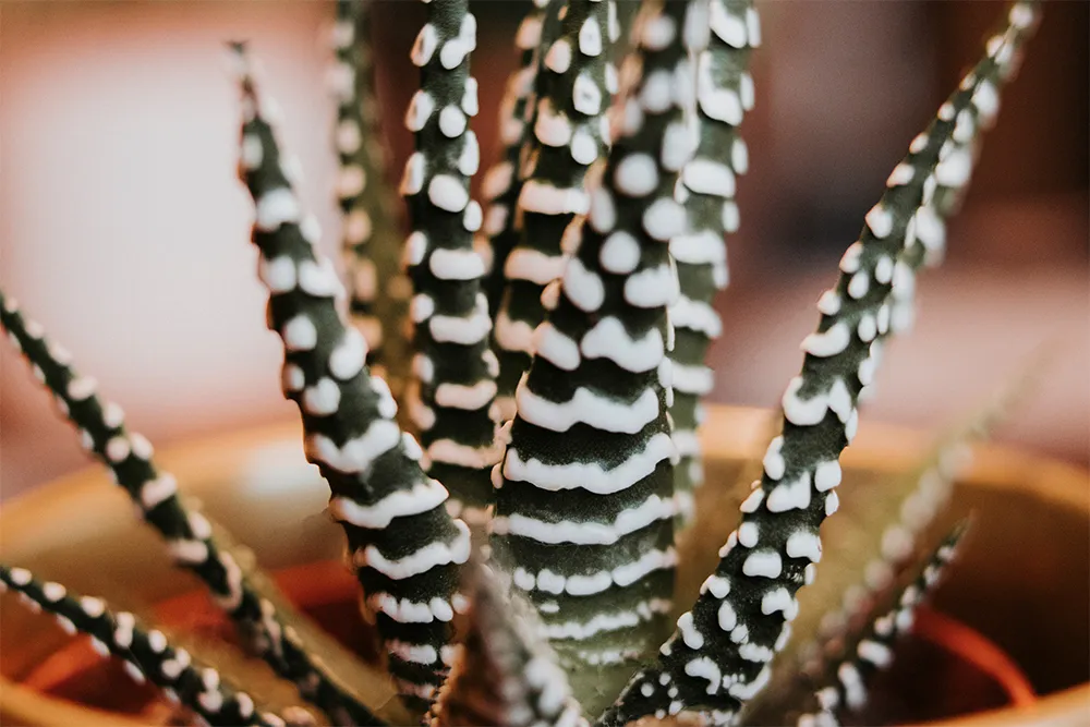 Cactus_3.jpg