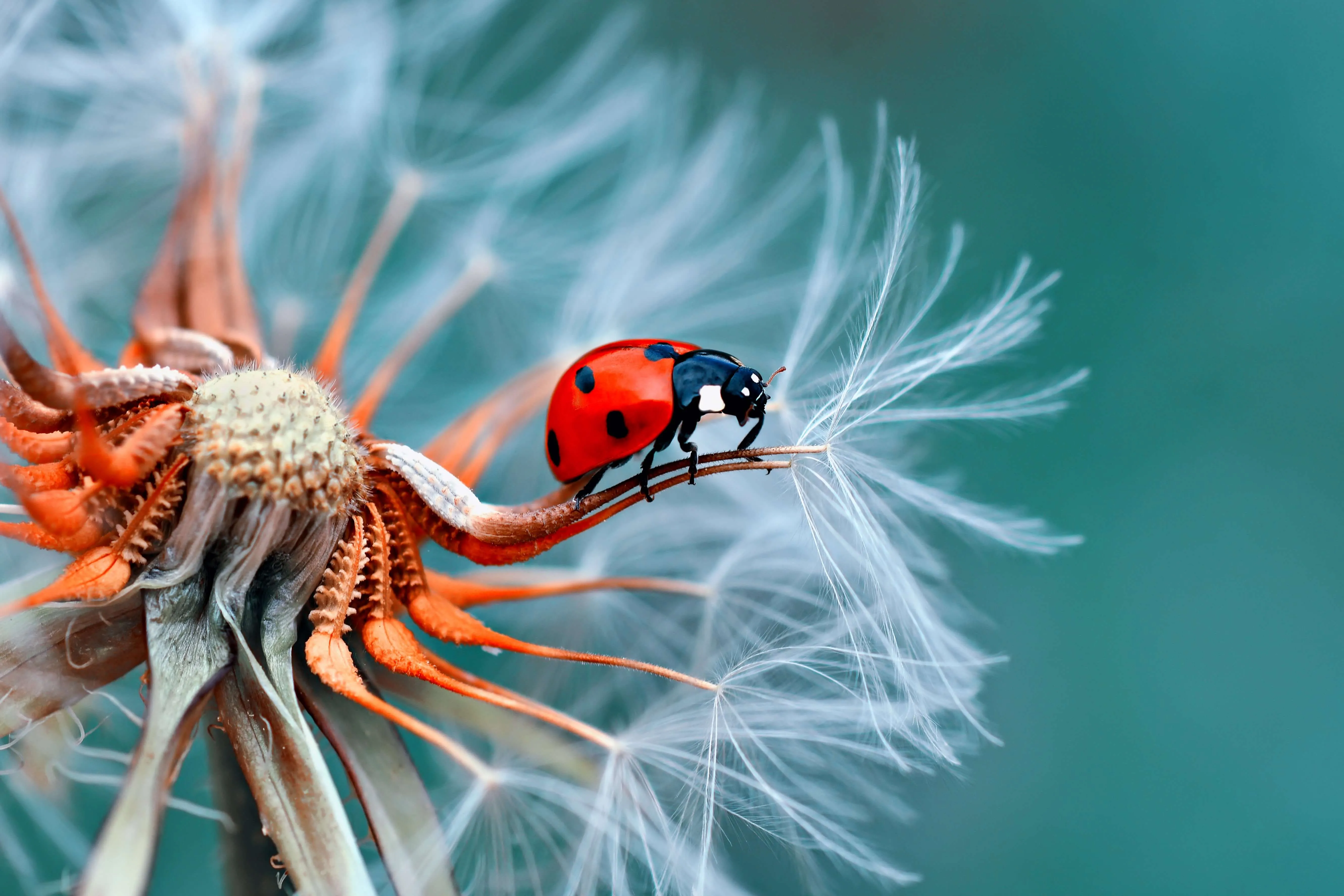 AdobeStock_121417091.jpeg