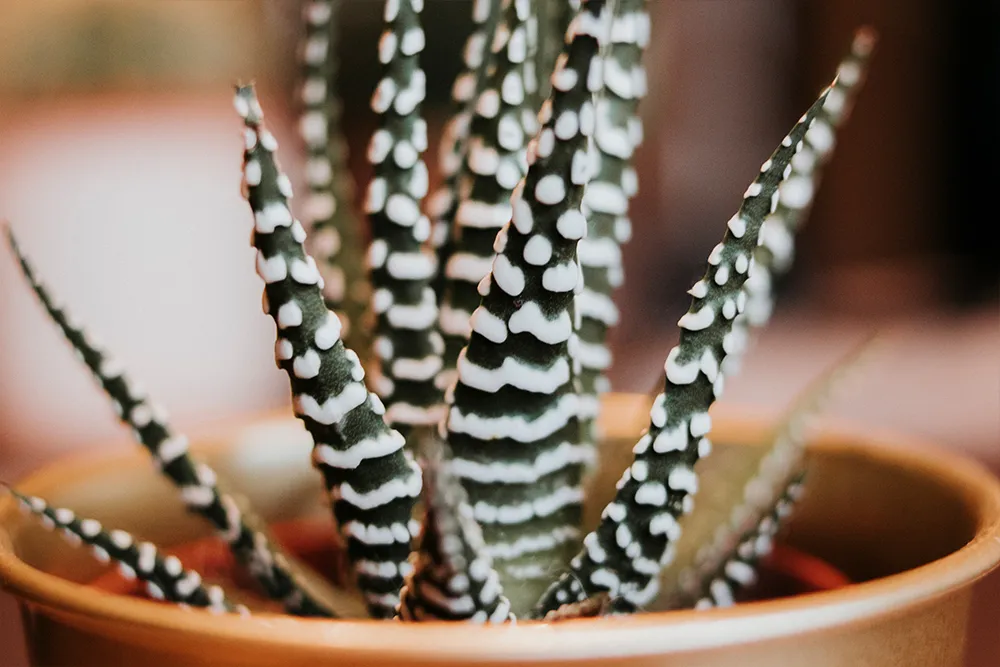 Cactus_2.jpg