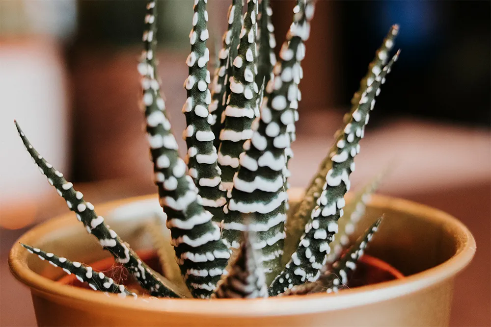 Cactus_1.jpg