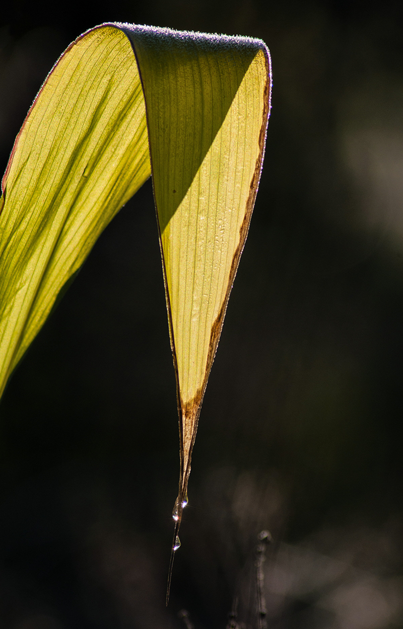 fotograferen met tegenlicht haarlicht en transparantie blad