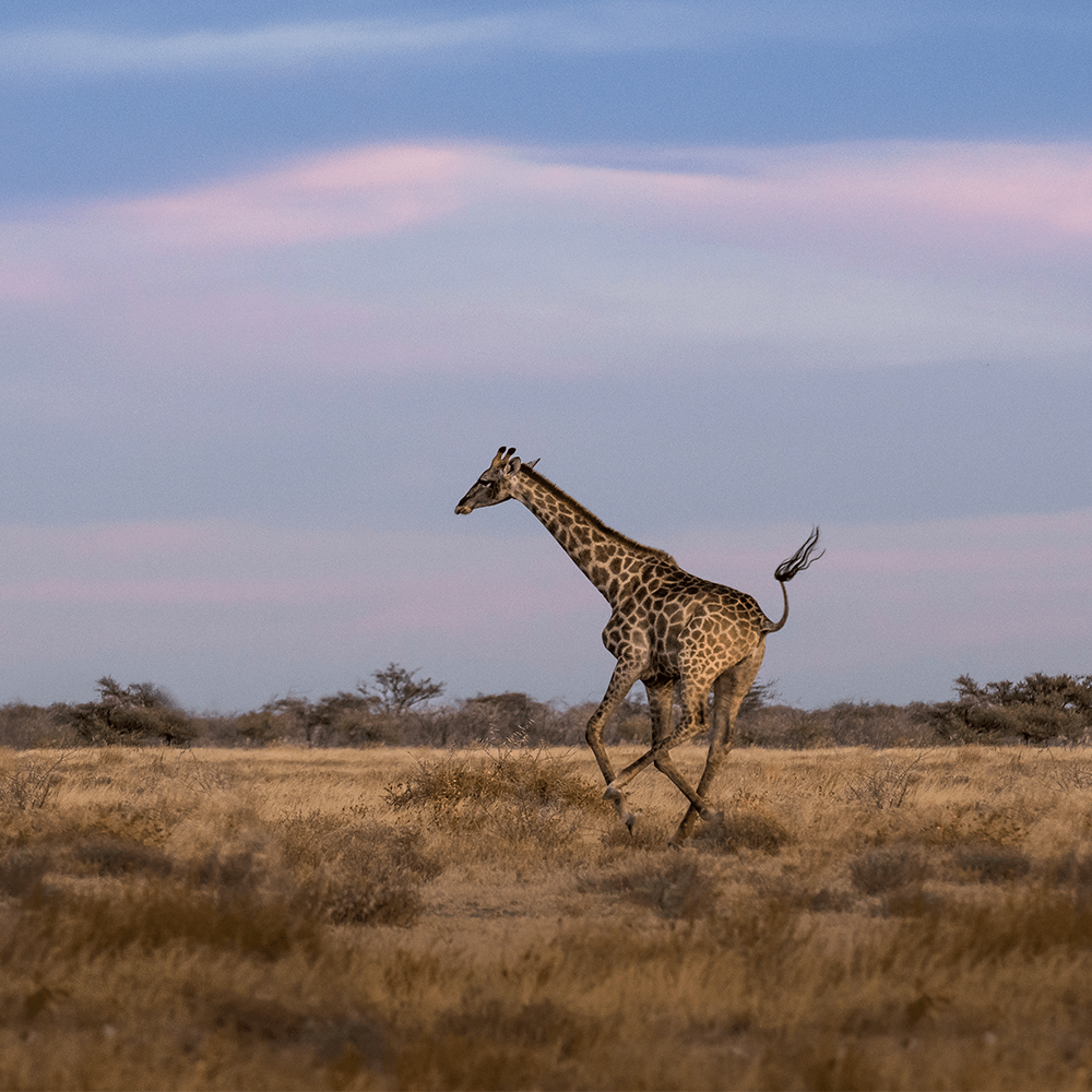 tips wildlifefotografie