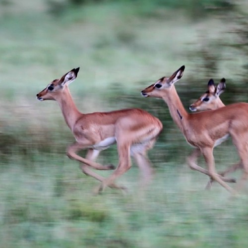 Bewegende dieren fotograferen